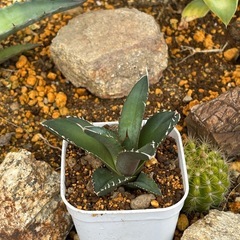 残り14株【チタノタ海王】いつもながら価格破壊の画像