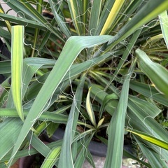 巨大ユッカの画像