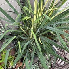 巨大ユッカの画像