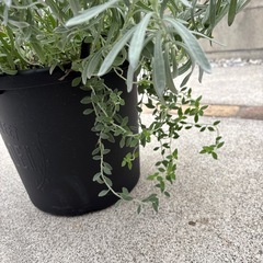 ラベンダー　ラバンジンアルバ　白花の画像