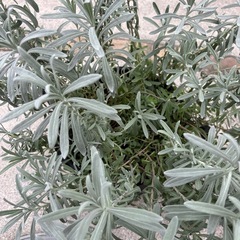 ラベンダー　ラバンジンアルバ　白花の画像