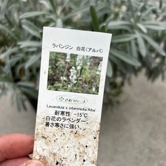 ラベンダー　ラバンジンアルバ　白花の画像