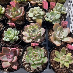 🌵多肉植物う　　1ポット100円の画像