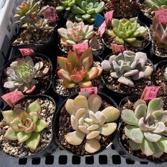 🌵多肉植物う　　1ポット100円の画像