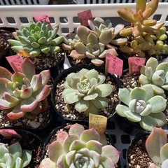 🌵多肉植物う　　1ポット100円の画像