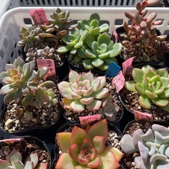 🌵多肉植物う　　1ポット100円の画像