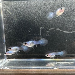 🐠国産グッピー モスコーパンダ　1ペア350円 5ペア以上で1ペア250円【在庫5ペア】自家繁殖個体 熱帯魚 国産 グッピー No.4の画像