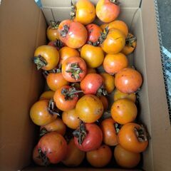 写真の分は決定しました 渋柿　干し柿、練柿用　8kg程度の画像