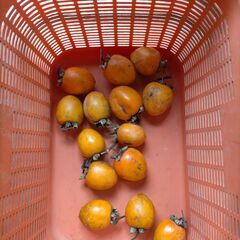 写真の分は決定しました 渋柿　干し柿、練柿用　8kg程度の画像