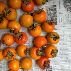 写真の分は決定しました 渋柿　干し柿、練柿用　8kg程度の画像