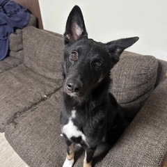 元気いっぱい男の子ミックス犬[1歳０ヶ月]