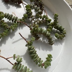 多肉観葉植物　クラッスラ属　舞乙女の画像