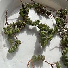 多肉観葉植物　クラッスラ属　舞乙女の画像