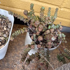 多肉観葉植物　クラッスラ属　舞乙女の画像