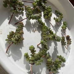 多肉観葉植物　クラッスラ属　舞乙女の画像