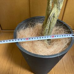 造花の観葉植物です。樹種はユーカリ。の画像