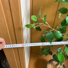 造花の観葉植物です。樹種はユーカリ。の画像