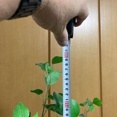 造花の観葉植物です。樹種はユーカリ。の画像