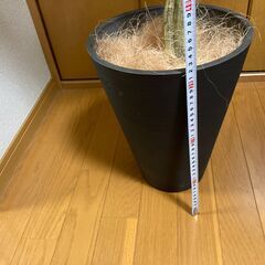 造花の観葉植物です。樹種はユーカリ。の画像
