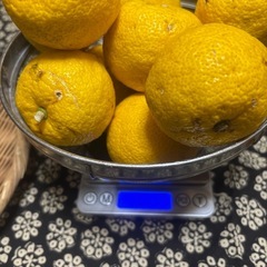 柚子10個まとめての画像