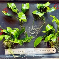 水草　アヌビスナナの画像