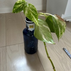 【無料・タダでお譲りします！！】 ポトス2m30cmの画像