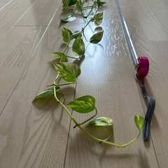 【無料・タダでお譲りします！！】 ポトス2m30cmの画像