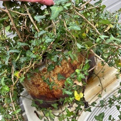 ミニへデラ　ダックフットの画像