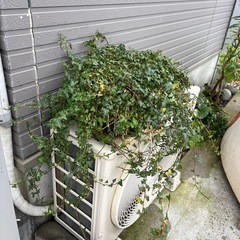 ミニへデラ　ダックフットの画像