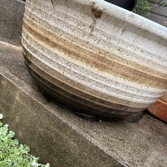 大鉢　睡蓮鉢の画像