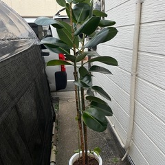 観葉植物　ゴムの木の画像