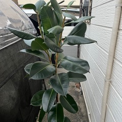 観葉植物　ゴムの木の画像
