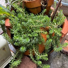 大きめの鉢　多肉の画像