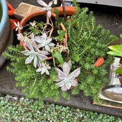 大きめの鉢　多肉の画像