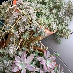 多肉まとめての画像