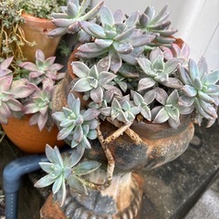 多肉まとめての画像