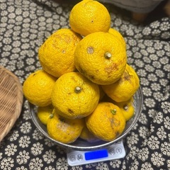柚子　キズ品　19個の画像