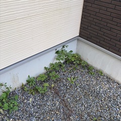 庭の草むしりの画像