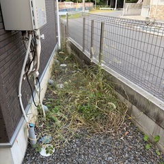 庭の草むしりの画像