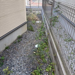 庭の草むしりの画像