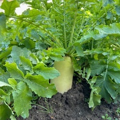 新鮮　葉付き大根の画像