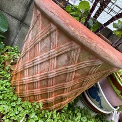 テラコッタ鉢　葉牡丹の画像