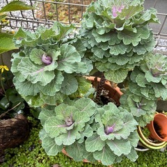 テラコッタ鉢　葉牡丹の画像