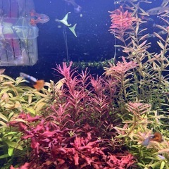 グッピーの稚魚 10匹　ヤマトエビ　10匹の画像