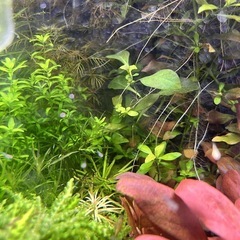 グッピーの稚魚 10匹　ヤマトエビ　10匹の画像