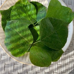 葛の葉茶　5パックの画像