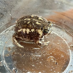 アメフクラガエル入荷の画像