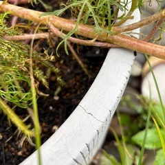 大きめ鉢の画像