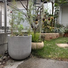 大きめ鉢の画像