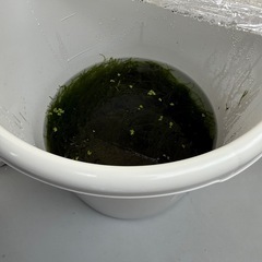 水草 モス ？の画像
